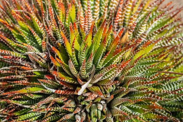 Färgglada Växt Närbild Våren — Stockfoto