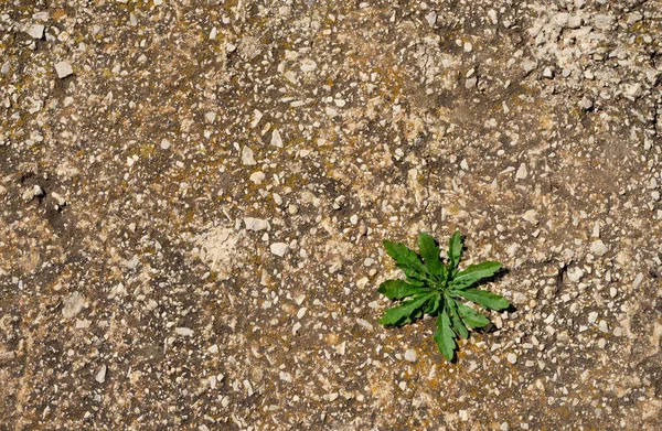 Small green plant coming out of the cement — Stock Image Small Green Plant Coming Out Cement Stock Image