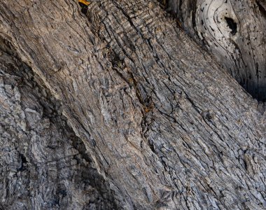 Eski ağaç gövdesi kabuğu dokusu, ahşap doku konsepti, detaylı makro.