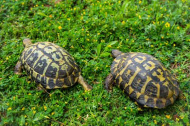 Kaplumbağalar baharda çimenli mantoda bitkilerin arasında sessizce yürür.