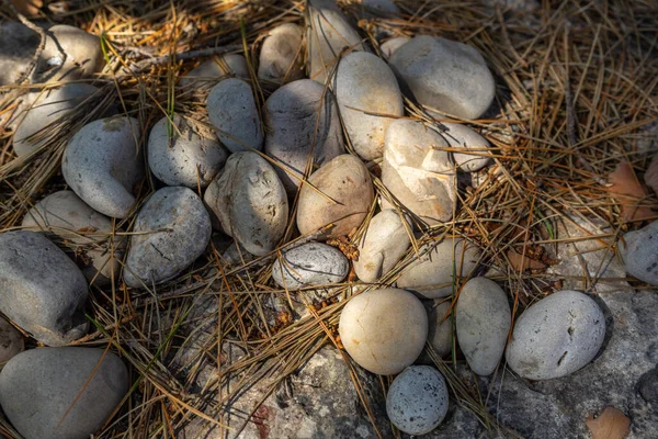 Kulaté Kameny Borovém Listí Stínu — Stock fotografie