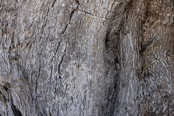 Texture Vieux Tronc Arbre Écorce Concept Texture Bois Macro Détaillée — Photo