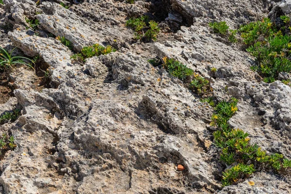 Yeşil ve sarı çiçekli kayalık arazi ve deniz bölgesi