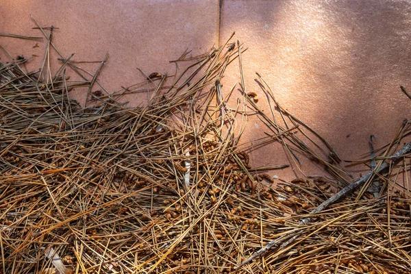 Folhas Pinho Seco Chão Soprado Pelo Vento Forte — Fotografia de Stock