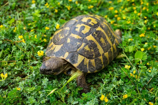 Kaplumbağalar baharda çimenli mantoda bitkilerin arasında sessizce yürür.