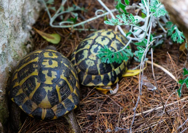 Tortugas Caminando Tranquilamente Entre Plantas Sobre Manto Herboso Primavera — Foto de Stock