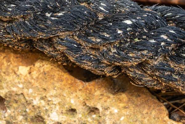 Vecchia Corda Intrecciata Nera Usurata Ormeggiare Navi Sulle Rocce — Foto Stock