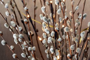söğüt dalları Catkins ile