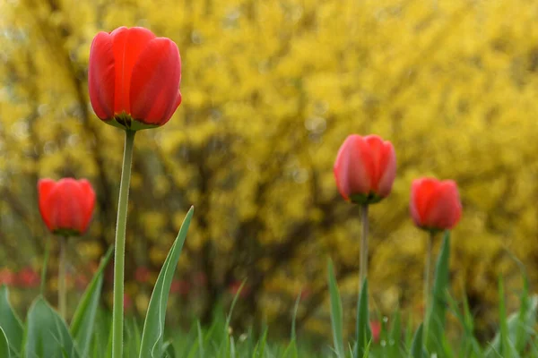 Sarı arka planda kırmızı laleler