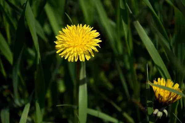Çimlerde sarı karahindiba çiçeği