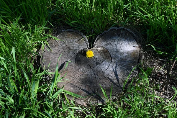 Karahindiba ile çimenlerin üzerinde kütük