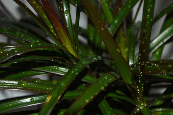 Su yeşil uzun bir yaprağa düşer. 