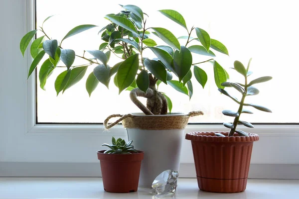 Pencere kenarındaki saksılarda bitkiler