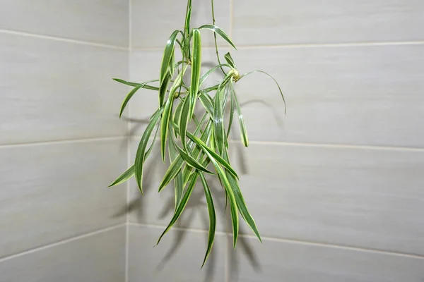 Duvarda su damlaları olan uzun taze yeşil bitki.