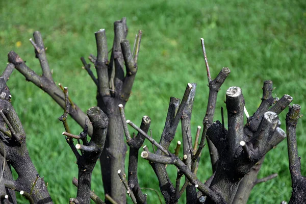 Bahçedeki ağaç dalları