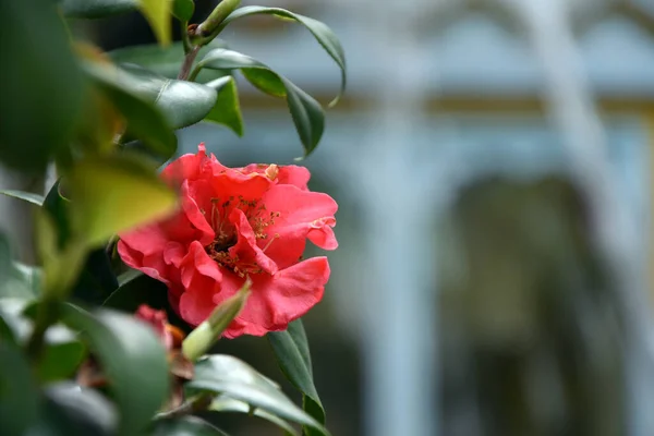 Güzel kırmızı gelincik tomurcuğu çalıların üzerinde