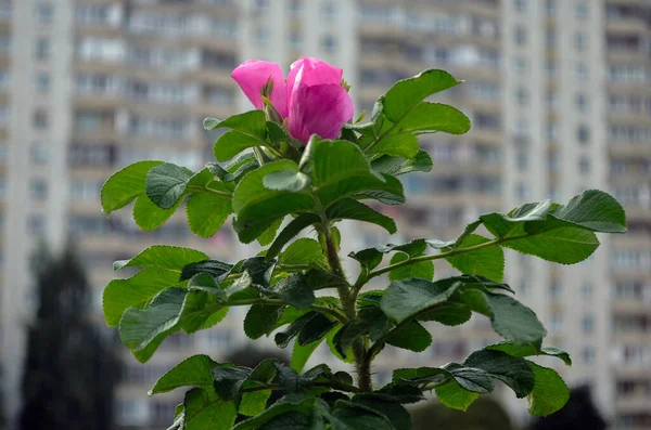 Güzel kırmızı gelincik tomurcuğu çalıların üzerinde