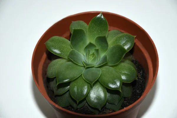 Succulent Plant Pot — Stock Photo, Image