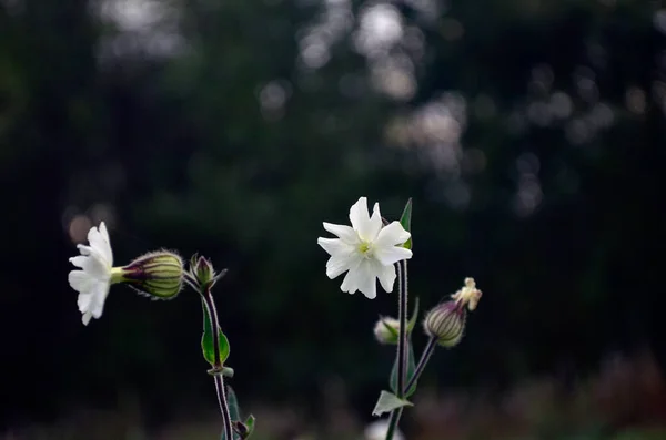 Güzel kırmızı gelincik tomurcuğu çalıların üzerinde