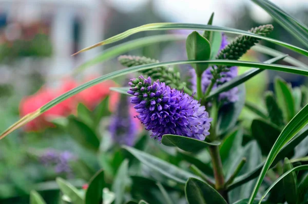 Güzel kırmızı gelincik tomurcuğu çalıların üzerinde