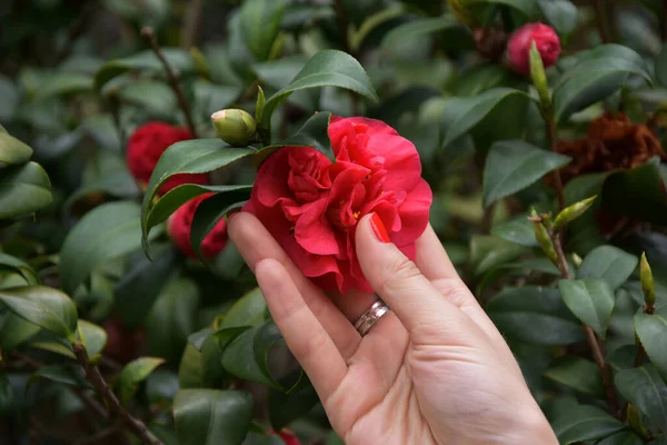 Güzel kırmızı gelincik tomurcuğu çalıların üzerinde