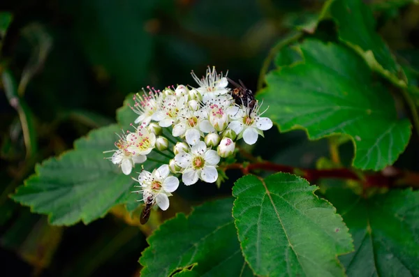 Güzel kırmızı gelincik tomurcuğu çalıların üzerinde