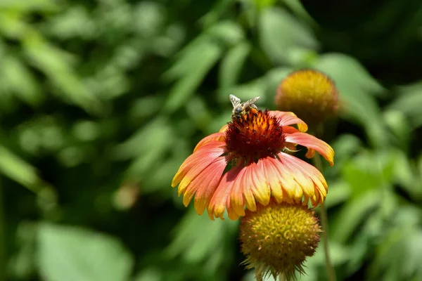 Güzel kırmızı gelincik tomurcuğu çalıların üzerinde