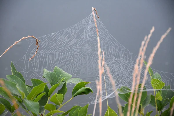 Çiy damlalı örümcek ağı