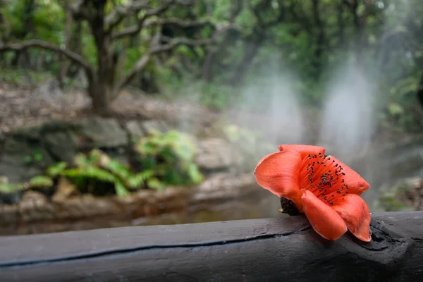 Güzel kırmızı gelincik tomurcuğu çalıların üzerinde