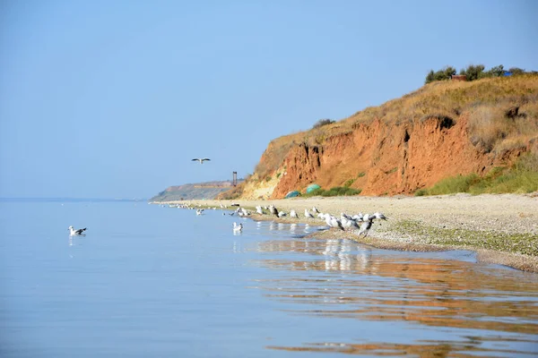 Sahilde dağlı martılar