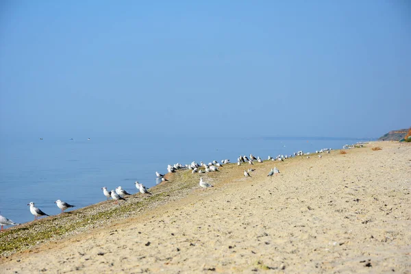 Vue Sur Mer Côte Avec Mouettes — Photo