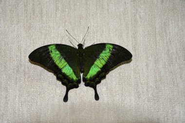 Tropik yeşil-siyah kelebek tavus kuşu duvarda