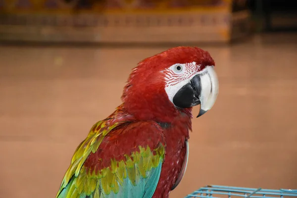 Papağan portresi. Yakın plan.