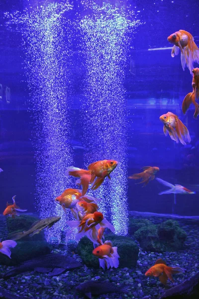 Hava kabarcıklı akvaryumda Japon balığı.