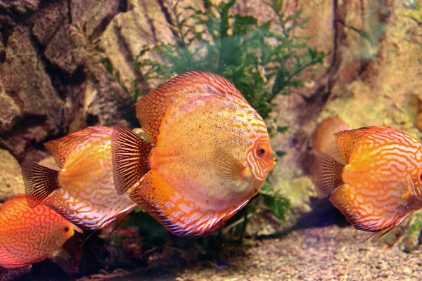 Akvaryumdaki büyük kırmızı balık