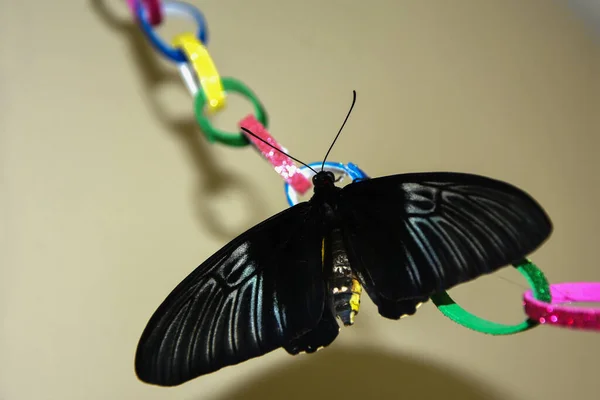 Renkli bir çelenk üzerindeki büyük tropikal siyah kelebek.