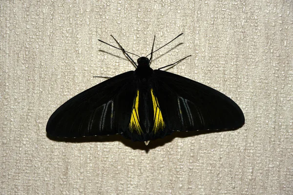Duvarda tropik sarı-siyah kelebek