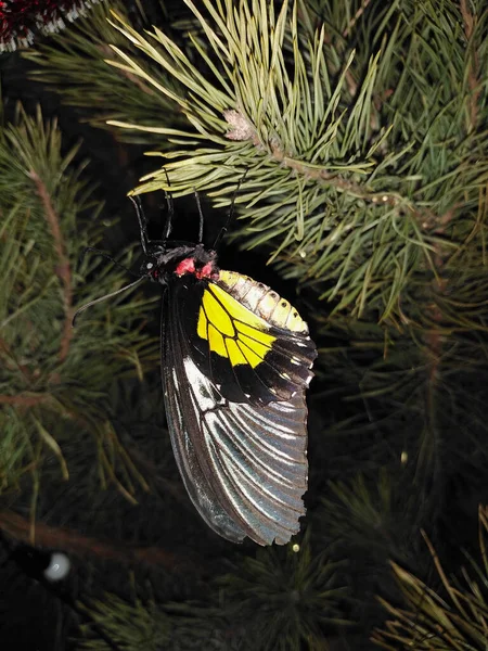 Tropikal kelebekli Noel ağacı