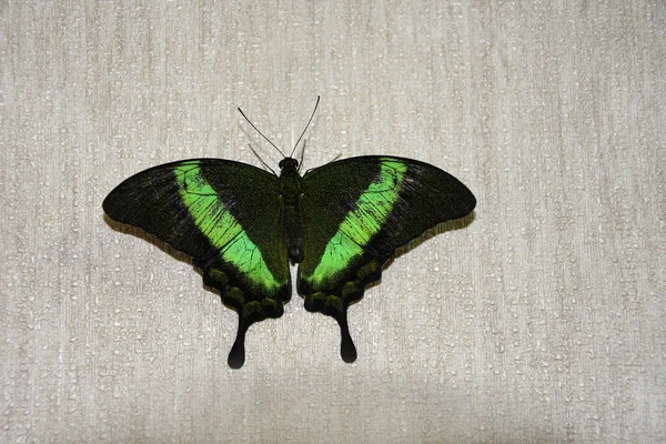 Tropical Green Black Butterfly Peacock Wall — Stock Photo, Image