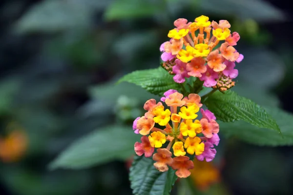 Bahçede çok renkli tomurcuklar