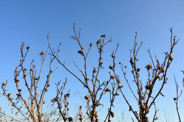 Mavi gökyüzüne karşı ağaç dalları