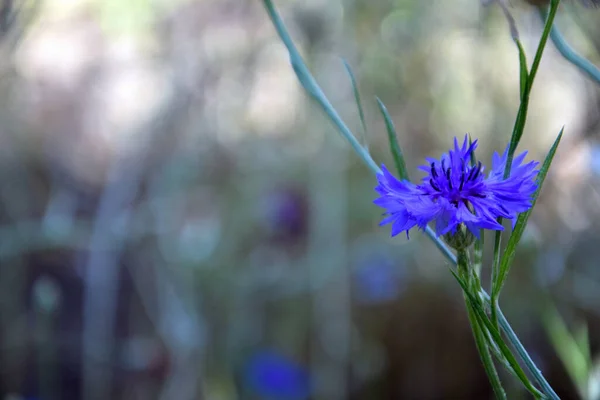 Bahçede bir mavi çiçek