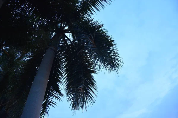 Mavi gökyüzünde palmiye ağacı