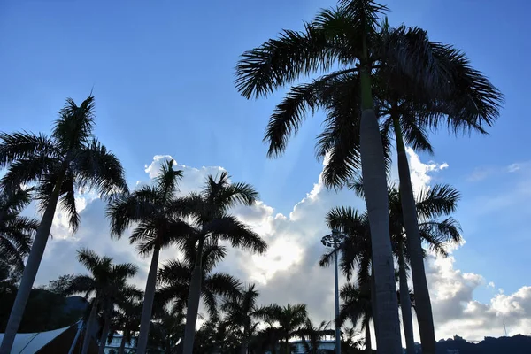 Gün batımında palmiye ağaçları