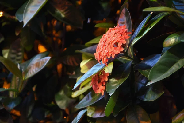 Koyu yeşil çalılıklarda kırmızı çiçekler