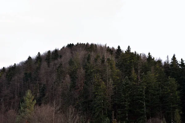 Dağlardaki çam ormanı