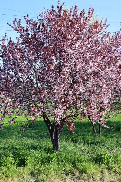 Sakura ağacı yeşil bir bahçede çiçek açar.