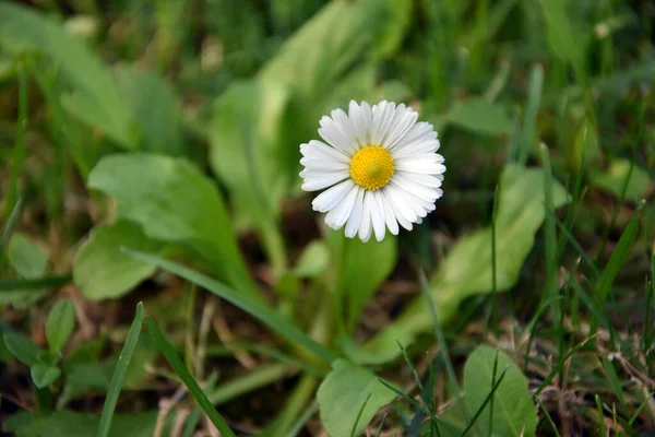 Çimlerde bir papatya çiçeği