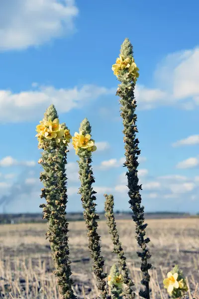 Arkaplanda sarı çiçekler