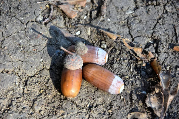 Yerde üç meşe palamudu